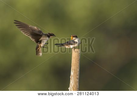 Wire-tailed Swallow, Hirundo Smithii, Ghansoli, Maharashtra, India
