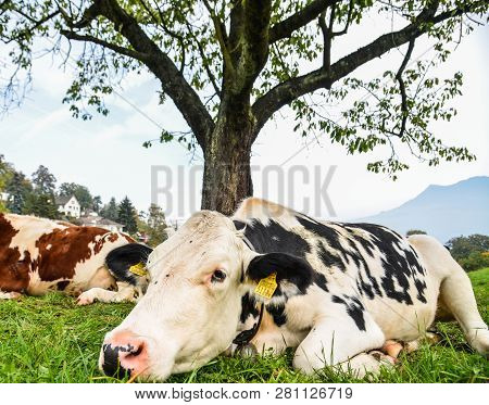 Cows On The Grass Hill In Switzerland