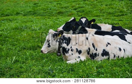 Cows On The Grass Hill In Switzerland