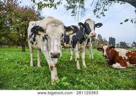 Cows On The Grass Hill In Switzerland