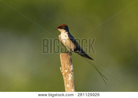 Wire-tailed Swallow, Hirundo Smithii, Ghansoli Maharashtra India