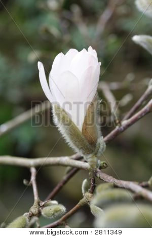 Magnolia Stellata pupen