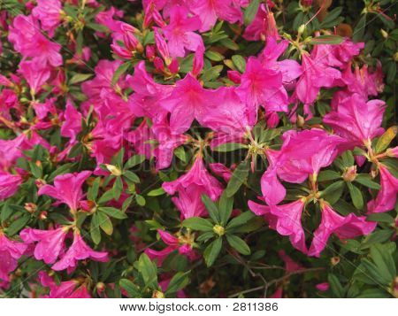 Pinkster Flower, Pink Azalea