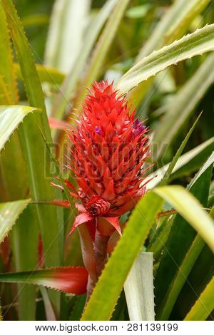 Wild Pineapple Growing In The Amber Mountains With Lush Green Leaves And Red New Fruit. Madagascar W