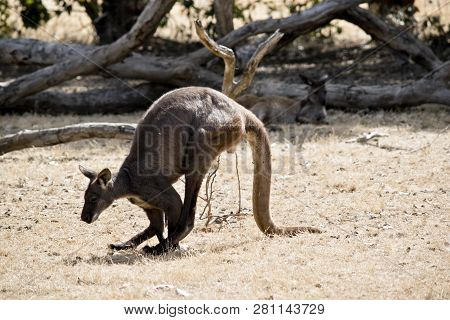 This Is A Side View Of A Wallaroo, Which Is Between A Kangaroo And Wallaby In Size