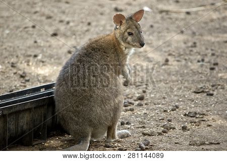 The Red Necked Pademelon Is Going To Eat Out Of A Trough