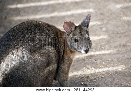 This Is A Close Up Of A Red Necked Pademelon