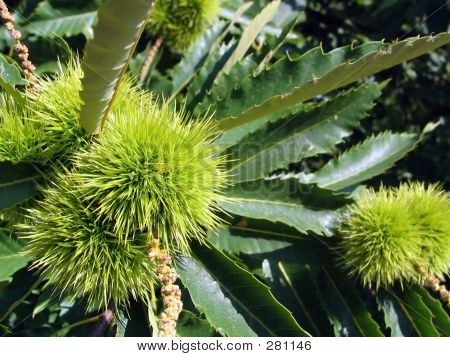 ร้าว chestnut