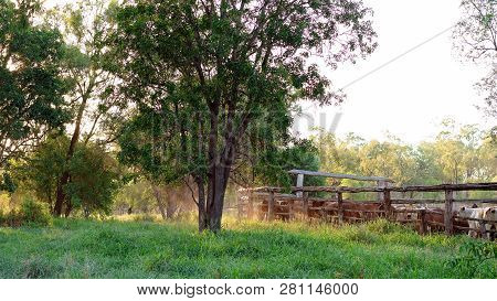 Cattle Penned In Yards In Late Afternoon Light Ready For Droving In The Morning