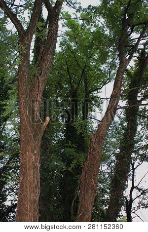 Dense Forest Next To The Pozar Thermal Baths Aridaia Greece