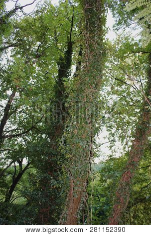 Dense Forest Next To The Pozar Thermal Baths Aridaia Greece