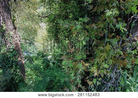 Dense Forest Next To The Pozar Thermal Baths Aridaia Greece