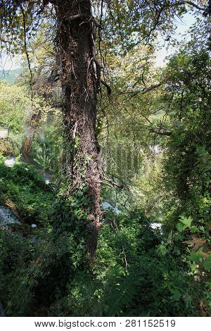 Dense Forest Next To The Pozar Thermal Baths Aridaia Greece