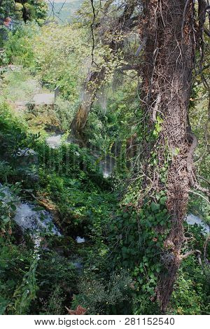 Dense Forest Next To The Pozar Thermal Baths Aridaia Greece