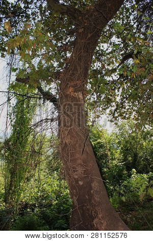 Dense Forest Next To The Pozar Thermal Baths Aridaia Greece