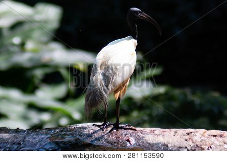 One Big Lesser Adjutant Stork On Nature