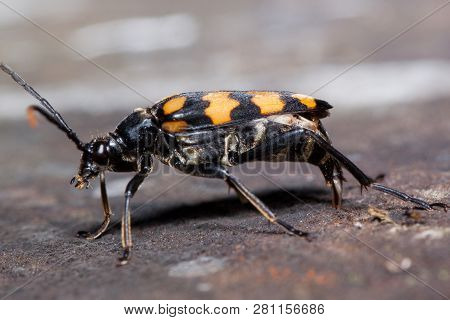 Big Burying Beetles Is Sitting On A Tree Stump. Nicrophorus Vespillo.