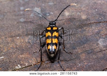 Big Death Watch Beetle Is Sitting On A Tree Stump. Nicrophorus Vespillo. Burying Beetles Or Sexton B