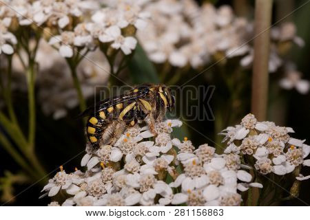 European Wool Carder Bee Is Sitting On Small White Flowers. Anthidium Manicatum.