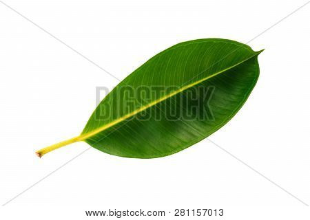 Tropical Green Leaf Isolated On White Background With Clipping Path. Decora Tree, Indian Rubber Tree