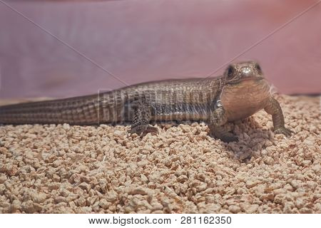 A Cute Little Gerrhosaurus Lizard At Zoo