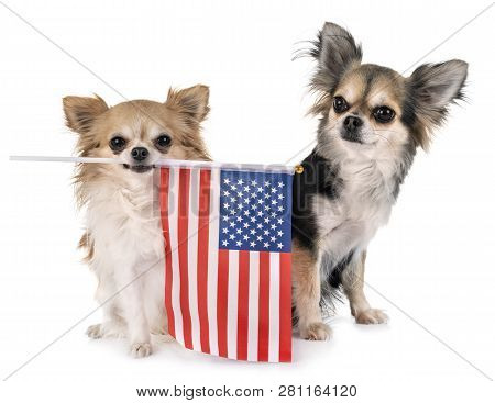 Little Chihuahua In Front Of White Background