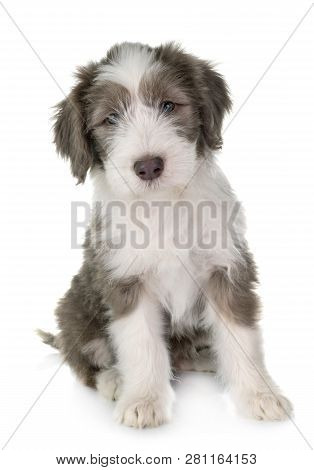 Puppy Bearded Collie In Front Of White Background