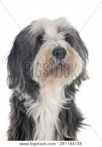 Bearded Collie In Front Of White Background