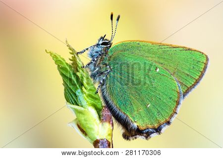 Green Hairstreak (callophrys Rubi). Butterfly On A Bud
