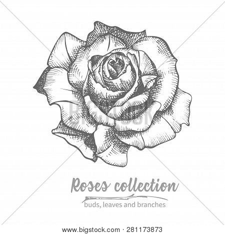 Funeral Ornament Concept With Hand Drawn Roses And Cross In Black Color Isolated On White Vintage En