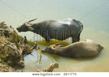 Water Buffalo