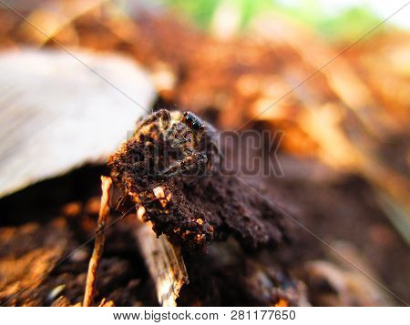 Spider Is Tiny Organism And Fast Jumping On The Ground.