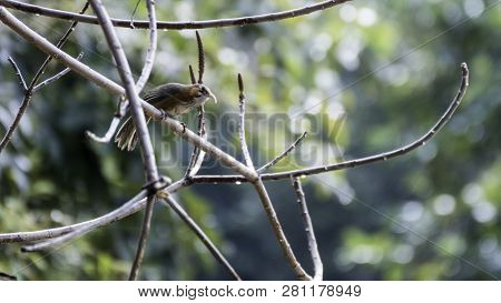 Rusty-cheeked Scimitar Babbler Pomatorhinus Erythrogenys Birds Of Nepal