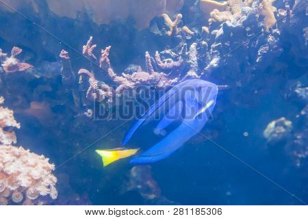 Blue Tang Surgeon Fish - Paracanthurus Hepatus. Wonderful And Beautiful Underwater World With Corals
