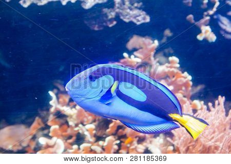 Blue Tang Surgeon Fish - Paracanthurus Hepatus. Wonderful And Beautiful Underwater World With Corals