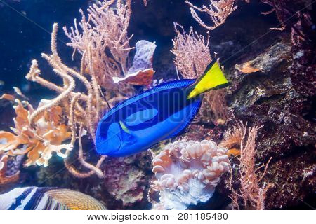 Blue Tang Surgeon Fish - Paracanthurus Hepatus. Wonderful And Beautiful Underwater World With Corals
