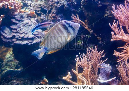Regal Angelfish - Pygopllites Diacanthus. Wonderful And Beautiful Underwater World With Corals And T