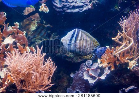 Regal Angelfish - Pygopllites Diacanthus. Wonderful And Beautiful Underwater World With Corals And T