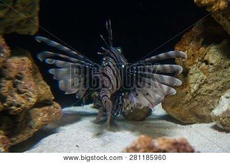 Lionfish - Pteroisvolitans. Wonderful And Beautiful Underwater World With Corals And Tropical Fish.