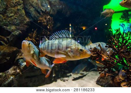 Fish European Perch - Perca Fluviatilis, In Aquarium.