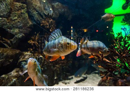 Fish European Perch - Perca Fluviatilis, In Aquarium.