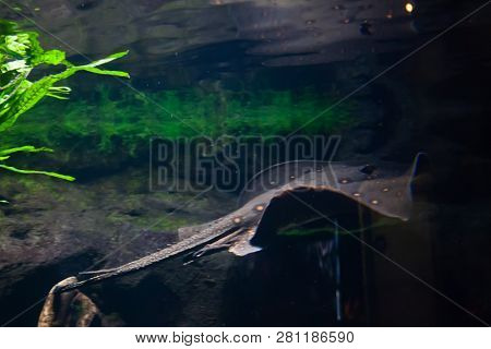 Motoro Stingray - Potamotrygon Motoro, In An Aquarium