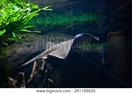 Motoro Stingray - Potamotrygon Motoro, In An Aquarium