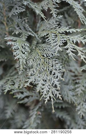 Lawsons Cypress Blue Column - Latin Name - Chamaecyparis Lawsoniana Columnaris Glauca