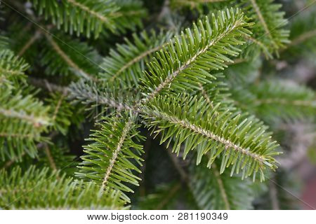 Nordmann Fir - Latin Name - Abies Nordmanniana