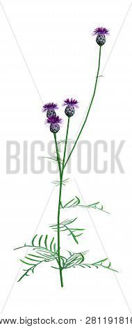 3D Rendering Centaurea Jacea Flowers On White