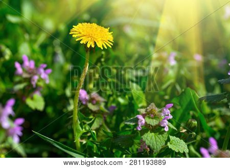 Yellow Dandelion. Bright Floral Dandelions On A Background Green Spring Meadows.