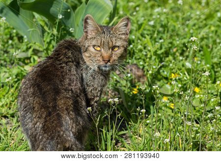 Wild Cat Outdoors. Pets In A Grass