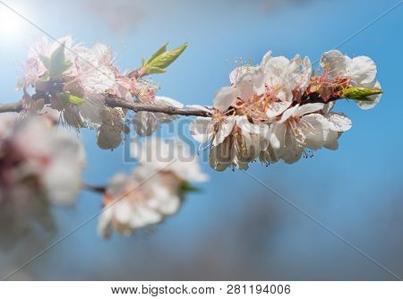 Beautiful Flowering Apricots In Spring. Blossoming Of Fruit Trees