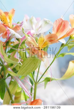 Beautiful Flowers. A Lily, A Bouquet From Lilies On A Light Background.
